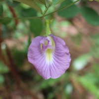 Clitoria ternatea L.